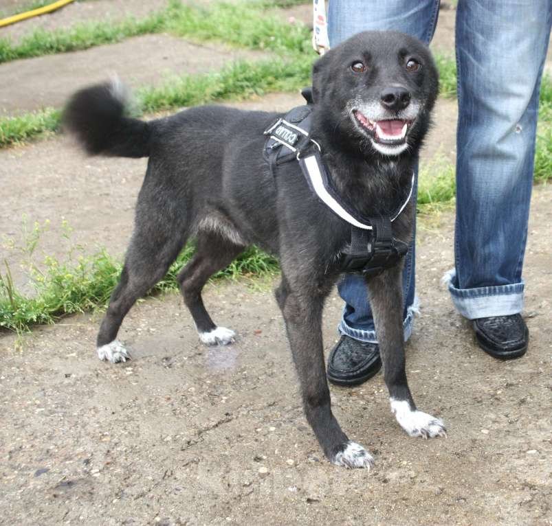 Собаки в Москве: Жизнерадостный собака-улыбака Гек мечтает о родном доме и любимой семье! Мальчик, Бесплатно - фото 8