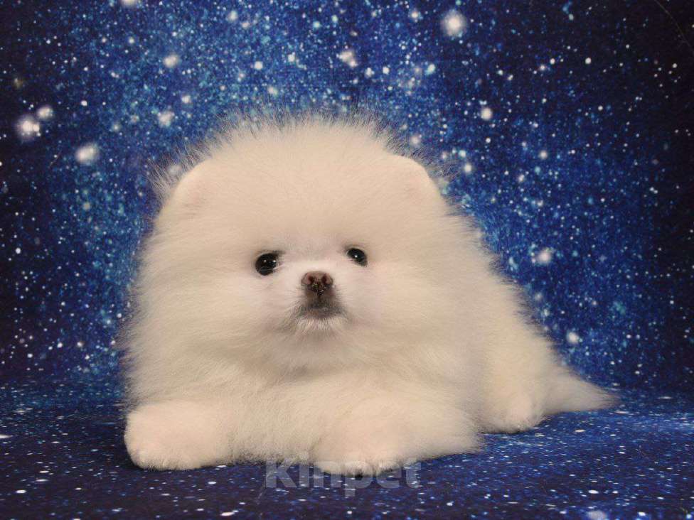 Собаки в Москве: Померанский карликовый шпиц Девочка, 35 000 руб. - фото 4