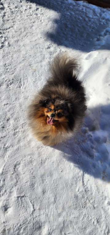 Собаки в Москве: Померанский шпиц девочка эксклюзивный окрас Девочка, 10 000 руб. - фото 1