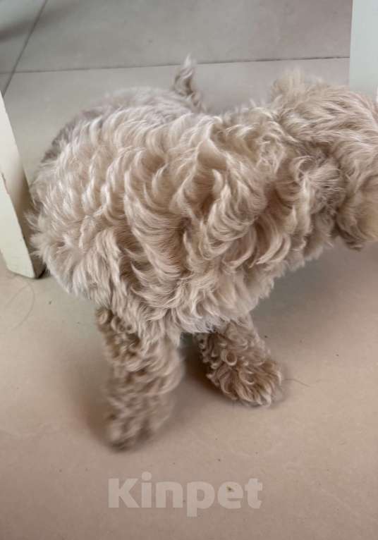 Собаки в Мытищах: Щенки мальтипу Девочка, 70 000 руб. - фото 2