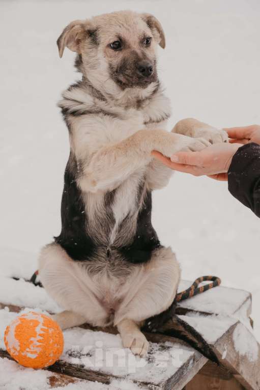 Собаки в Москве: Тики Девочка, Бесплатно - фото 6