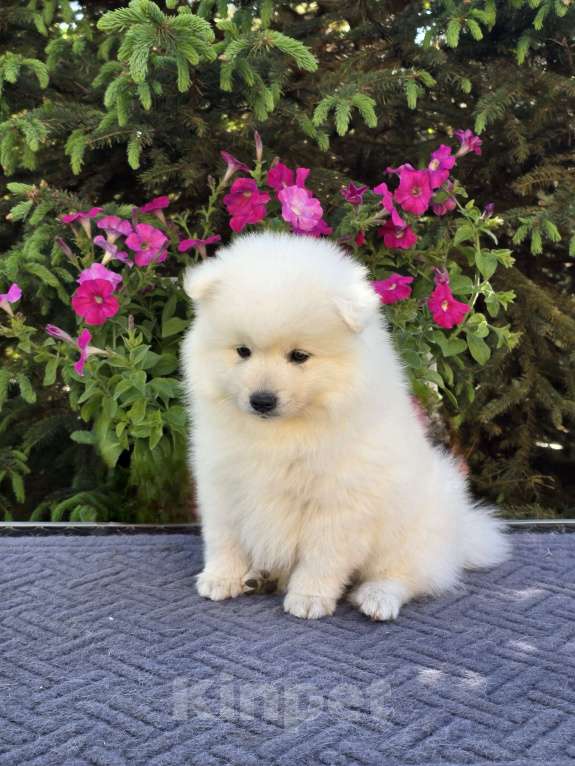 Собаки в Сергиеве Посаде: Предлагаем мальчика Японского шпица Мальчик, 60 000 руб. - фото 4