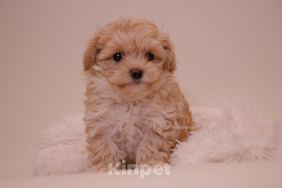 Собаки в Москве: Мальтипу F1 мини  Девочка, Бесплатно - фото 8