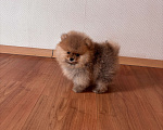 Собаки в Санкт-Петербурге: Мини мальчик померанского шпица , Марти Мальчик, 60 000 руб. - фото 5