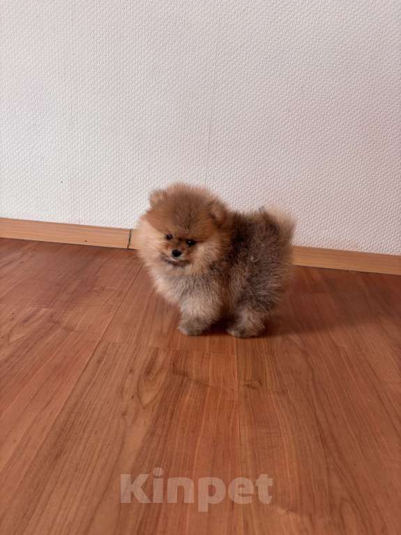 Собаки в Санкт-Петербурге: Мини мальчик померанского шпица , Марти Мальчик, 60 000 руб. - фото 5