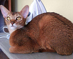 Кошки в Ливны: Абиссинские котята, 35 000 руб. - фото 6