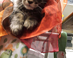 Кошки в Ливны: Котята мейн кун, 10 000 руб. - фото 5