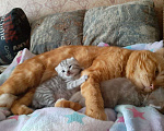 Кошки в Железнодорожном: Котяточки Мальчик, 8 000 руб. - фото 7