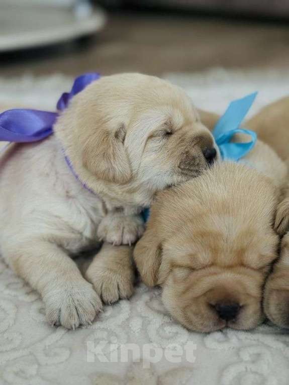 Собаки в Краснодаре: Лабрадор Мальчик, 38 000 руб. - фото 2