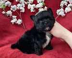 Собаки в Москве: Чёрный йорк мальчик стандарт бэби фейс Мальчик, 80 000 руб. - фото 2
