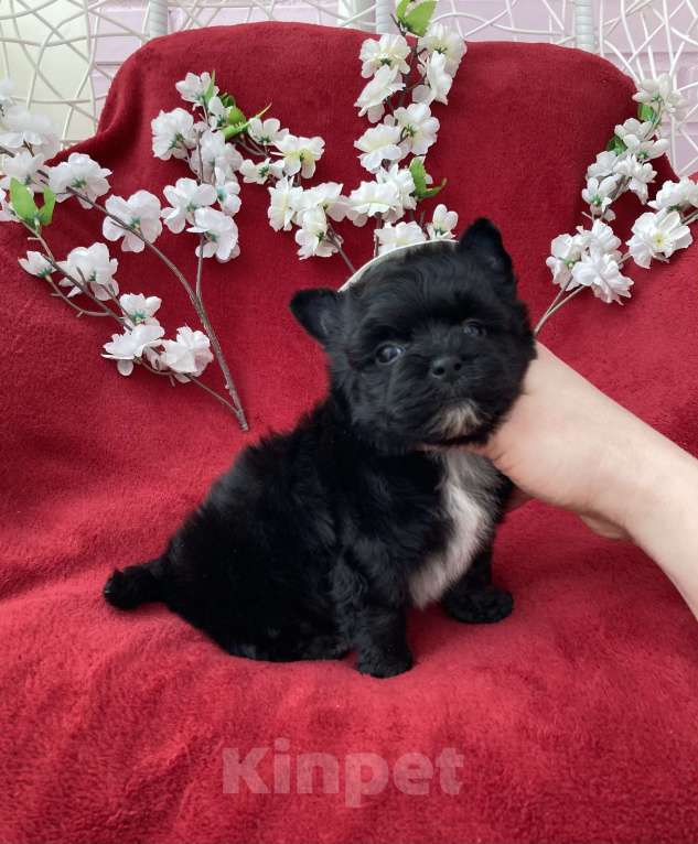 Собаки в Москве: Чёрный йорк мальчик стандарт бэби фейс Мальчик, 80 000 руб. - фото 2