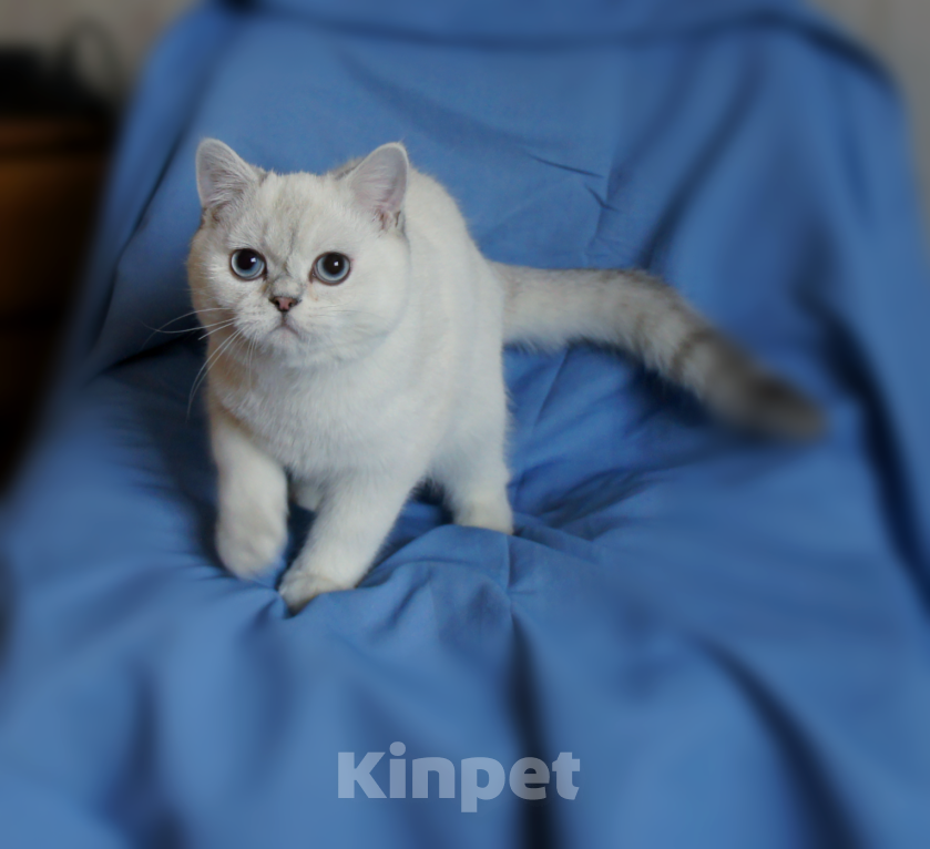 Кошки в Санкт-Петербурге: британский котенок. Мальчик, Бесплатно - фото 3