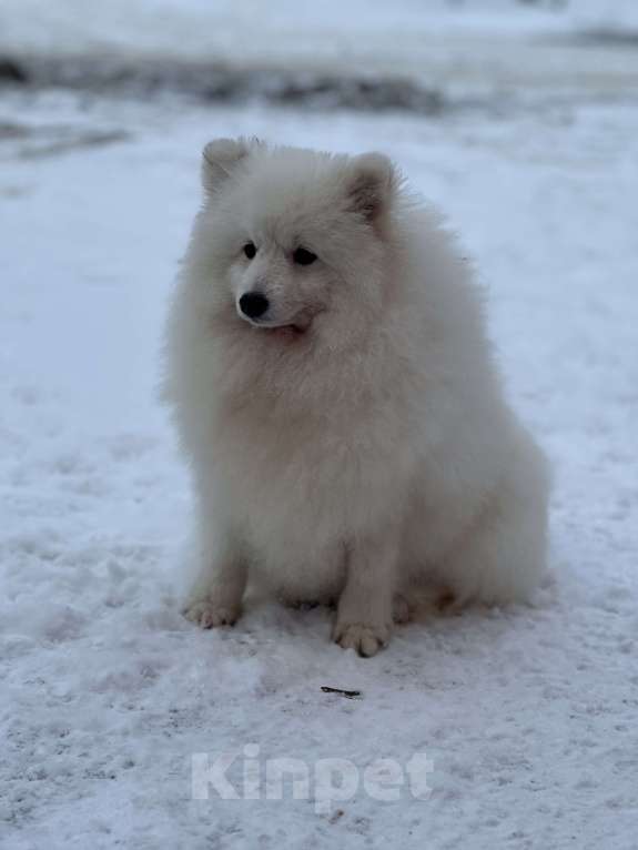 Собаки в Москве: Энри Петто Из Воронцовского Дворца  Мальчик, 50 000 руб. - фото 10