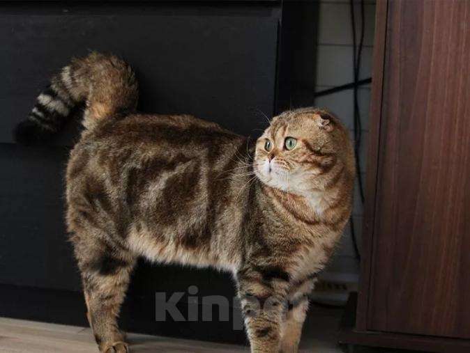 Кошки в Лукоянове: Кот приглашает на вязку, 1 000 руб. - фото 1