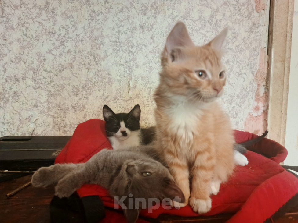 Кошки в Москве: Срочно отдам даром Разнополые, Бесплатно - фото 1