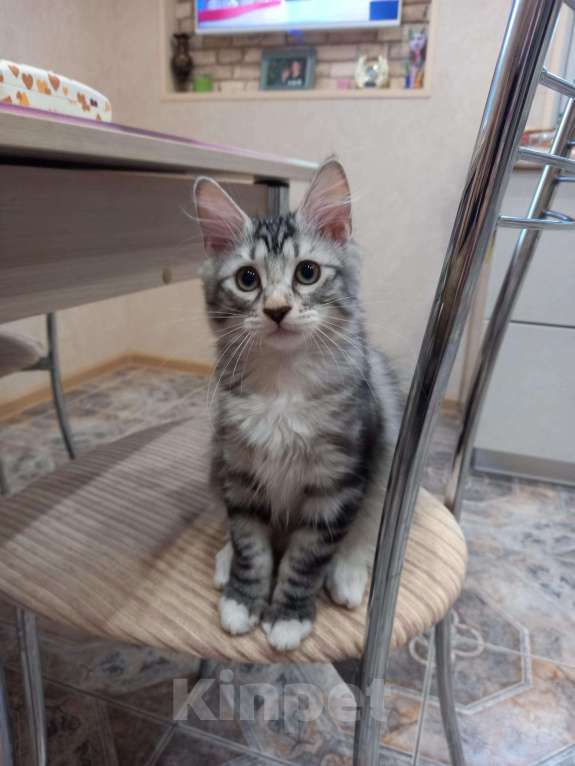 Кошки в Лукоянове: Серебристая кошечка, 50 руб. - фото 1