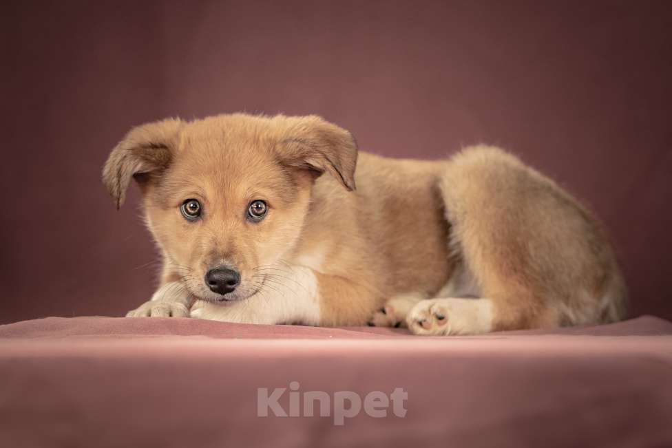 Собаки в Клине: Матео — очаровательный щенок с добрым нравом, который станет вашим лучшим другом Мальчик, Бесплатно - фото 3