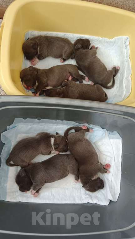 Собаки в Новосибирске: Открыты для резерва голубые аст Мальчик, 90 000 руб. - фото 1