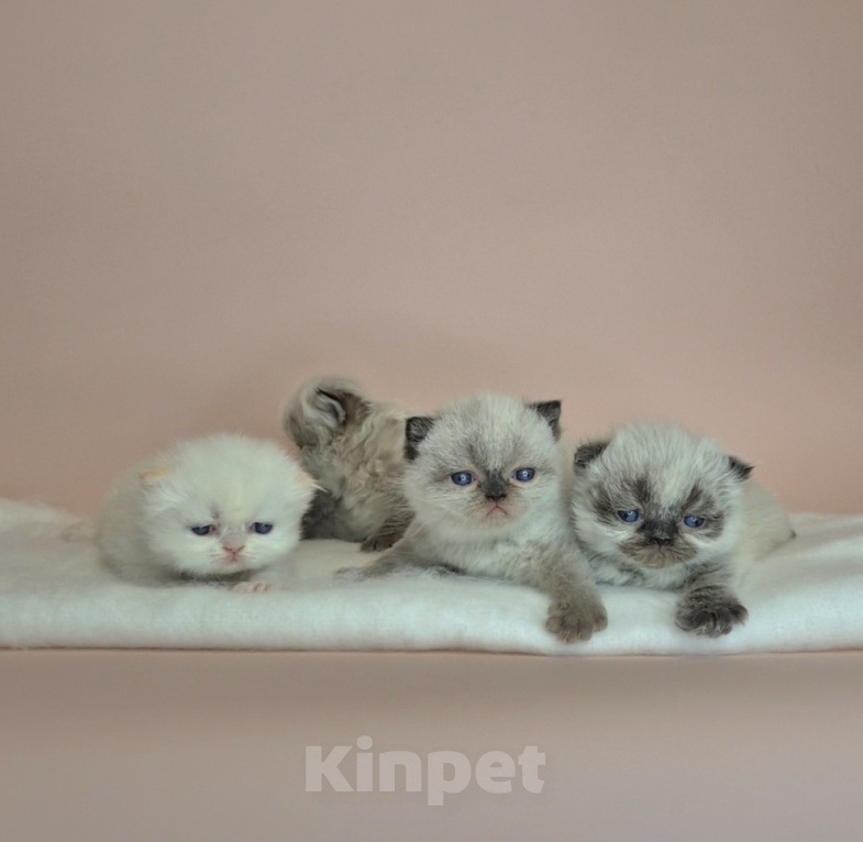 Кошки в Москве: Экзотические короткошерстные котята Девочка, Бесплатно - фото 5