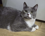 Кошки в Новосибирске: Котик из приюта Тимошка  ждёт хозяев.  Мальчик, Бесплатно - фото 2