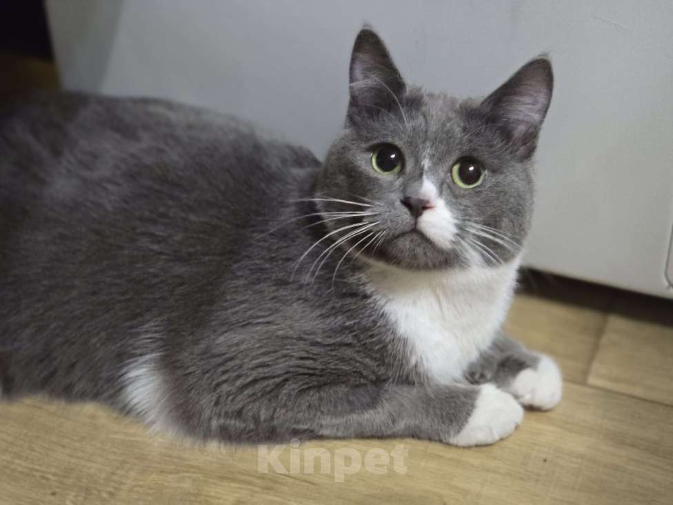 Кошки в Новосибирске: Котик из приюта Тимошка  ждёт хозяев.  Мальчик, Бесплатно - фото 2