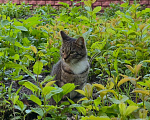 Кошки в Санкт-Петербурге: Домашняя ласковая кошка на улице ! Девочка, Бесплатно - фото 2
