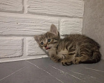 Кошки в Самаре: Котята в добрые руки Девочка, Бесплатно - фото 2