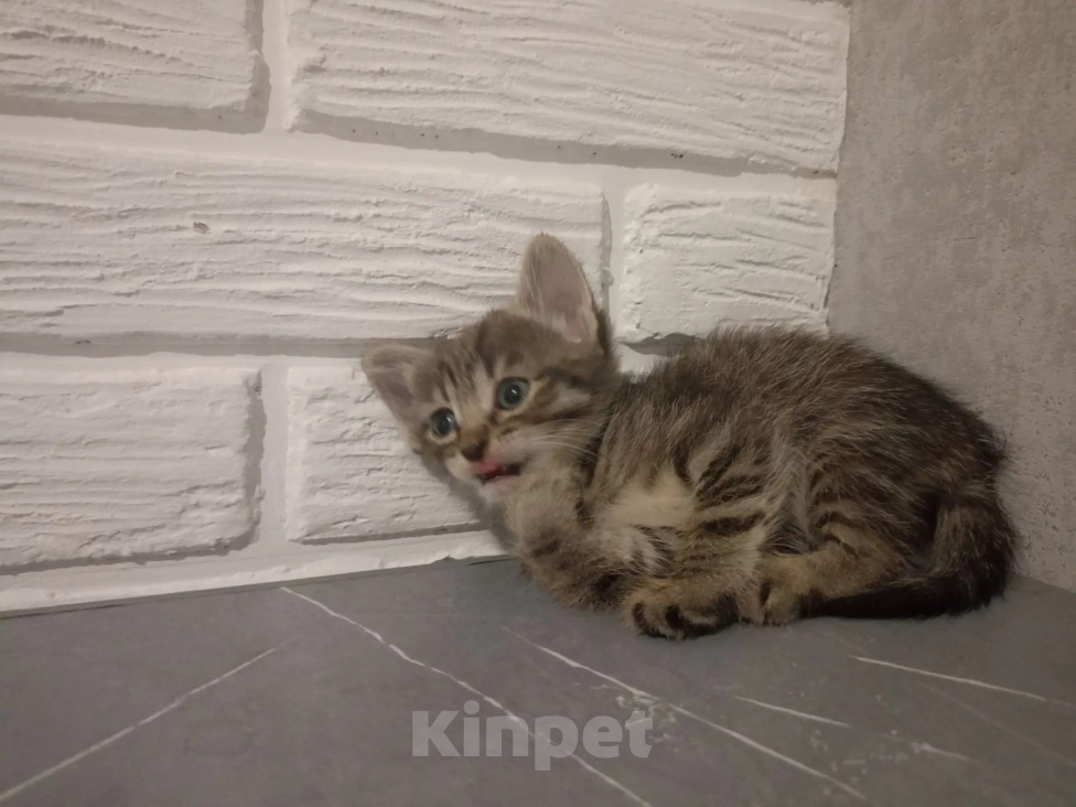 Кошки в Самаре: Котята в добрые руки Девочка, Бесплатно - фото 2