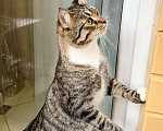 Кошки в Москве: Роскошный полосатый котик Кекс в добрые руки Мальчик, Бесплатно - фото 5