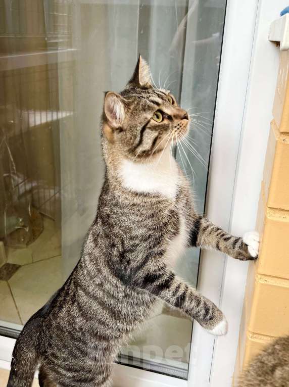Кошки в Москве: Роскошный полосатый котик Кекс в добрые руки Мальчик, Бесплатно - фото 5