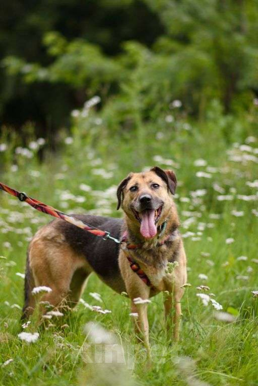 Собаки в Москве: Ясфира Девочка, Бесплатно - фото 3