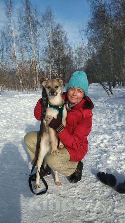 Собаки в Москве: Шустрик в добрые руки! Мальчик, Бесплатно - фото 4