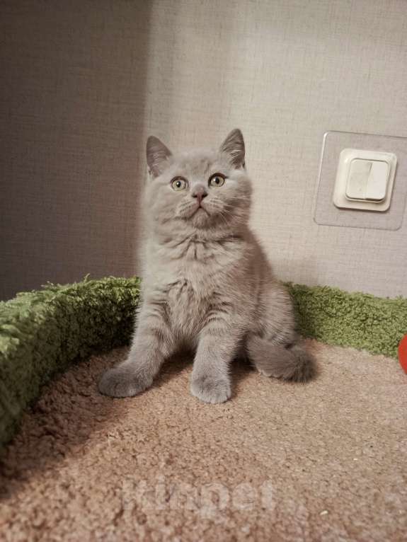 Кошки в Санкт-Петербурге: Нежная британская малышка Девочка, 20 000 руб. - фото 4