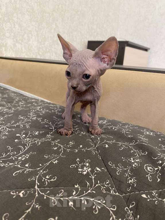 Кошки в Москве: Котята канадского сфинкса Мальчик, 25 000 руб. - фото 4