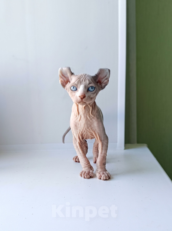 Кошки в Москве: Котёнок эльф Мальчик, 60 000 руб. - фото 4