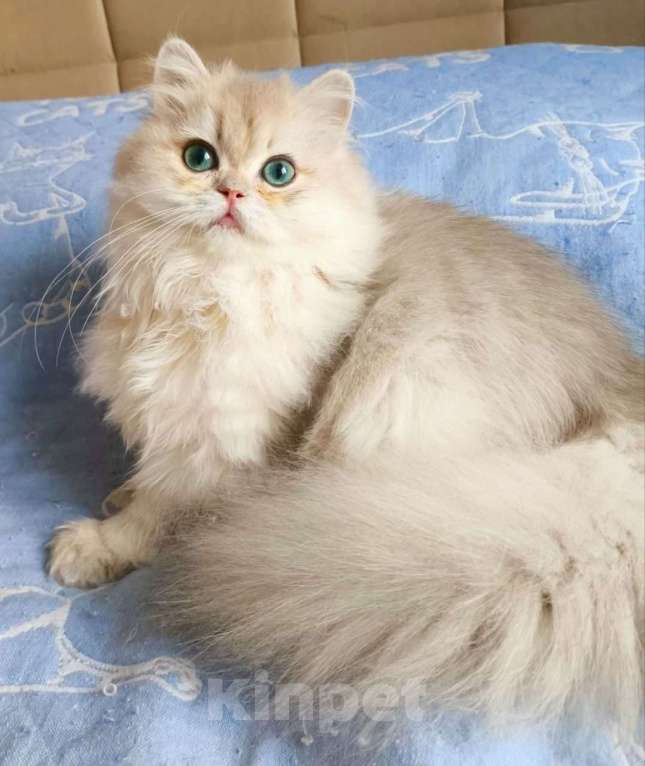 Кошки в Балашихе: Золотая длинношерстная Мальчик, 50 000 руб. - фото 1