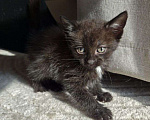 Кошки в Москве: Котенок Маслинка ищет дом Девочка, Бесплатно - фото 3