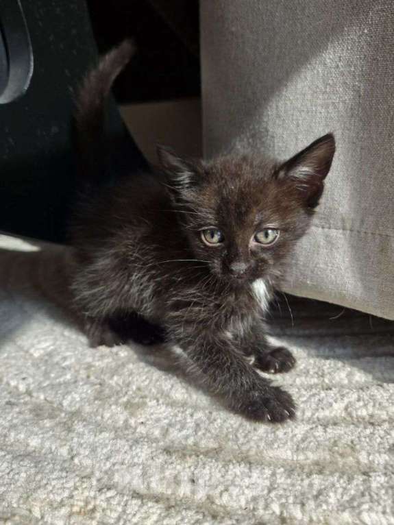 Кошки в Москве: Котенок Маслинка ищет дом Девочка, Бесплатно - фото 3