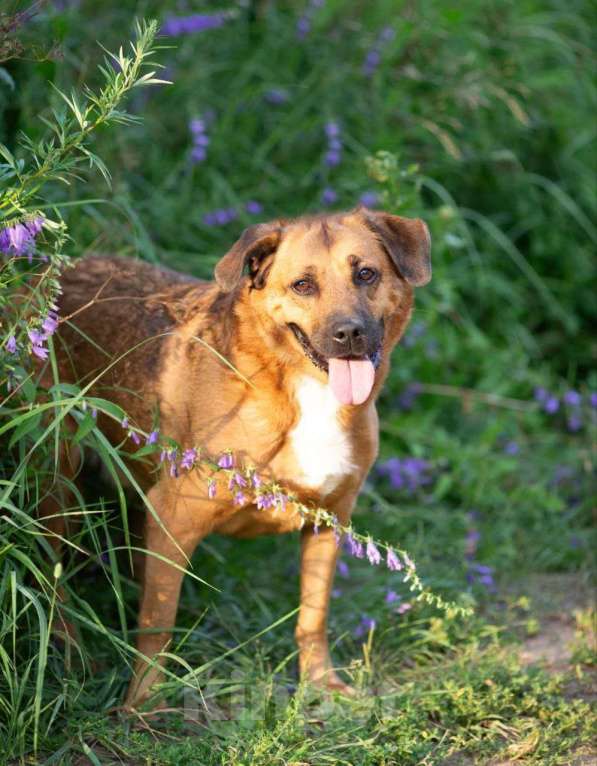 Собаки в Раменском: Шикарный рыжий пёс Тайф в добрые руки Мальчик, Бесплатно - фото 3