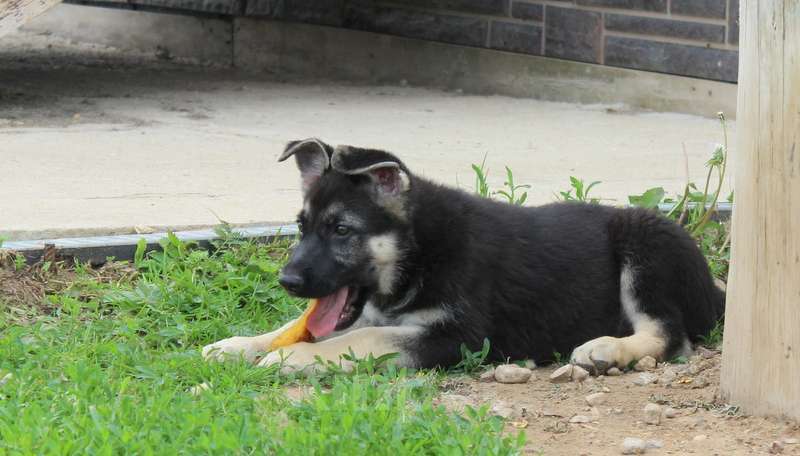 Собаки в Москве: Радомира Девочка, 45 000 руб. - фото 8