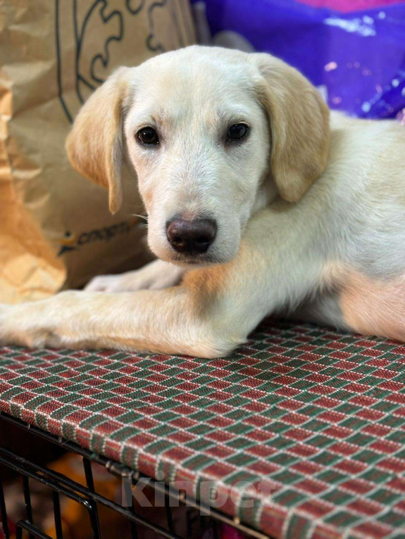 Собаки в Москве: Милейшая девочка хочет домой Девочка, Бесплатно - фото 8