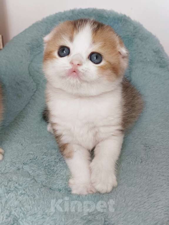 Кошки в Москве: Гумихо Девочка, 50 000 руб. - фото 2