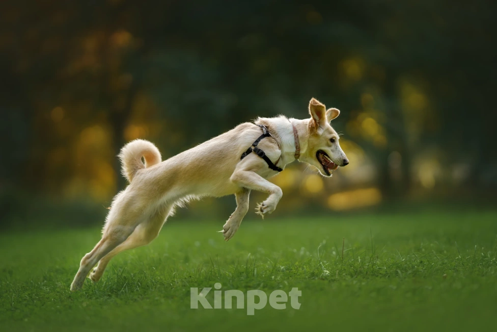 Собаки в Москве: Юна Девочка, Бесплатно - фото 7