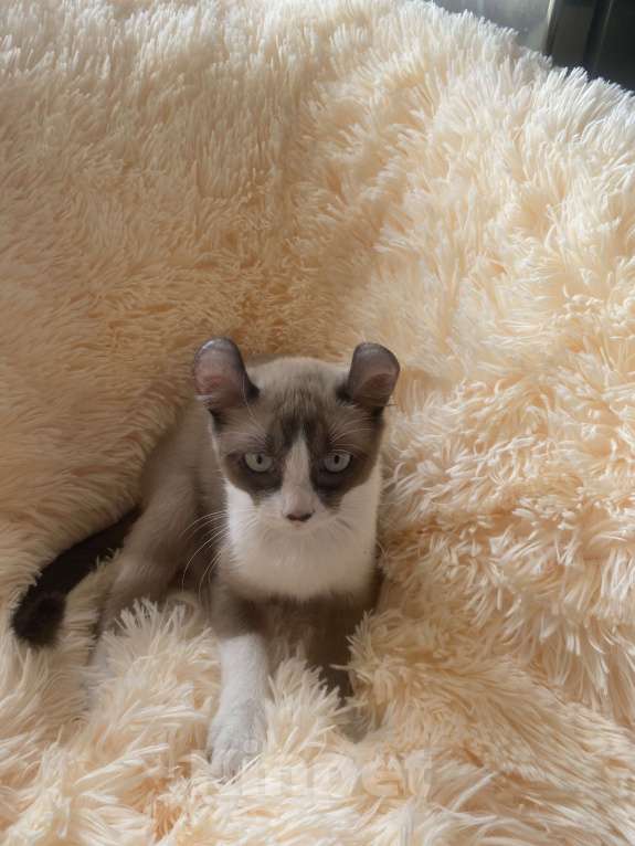 Кошки в Балашихе: Американский керл Девочка, 20 000 руб. - фото 4