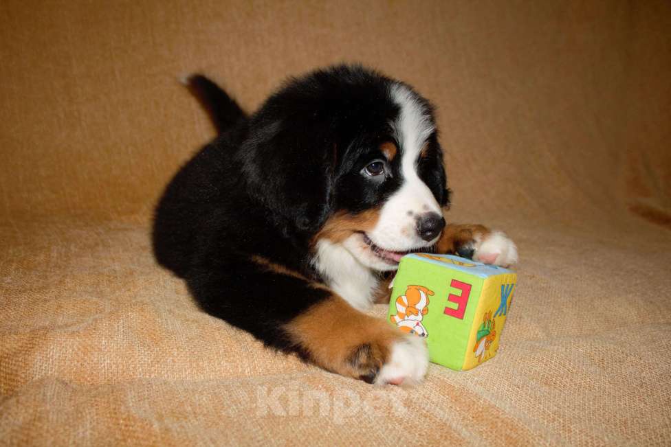 Собаки в других городах Московской области: Бернский зенненхунд Девочка, 120 000 руб. - фото 4