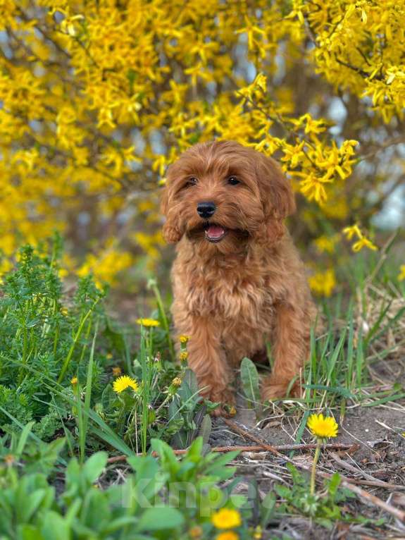 Собаки в Калининграде: Кокапу девочка  Девочка, 95 000 руб. - фото 2