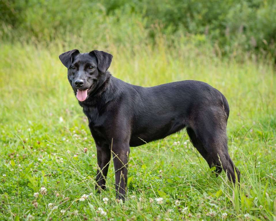 Собаки в Москве: Девочка в добрые руки Девочка, Бесплатно - фото 3