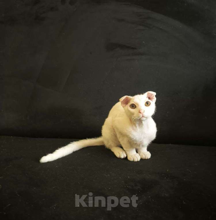 Кошки в Москве: Украинский левкой чистопродный. Документы Мальчик, Бесплатно - фото 3