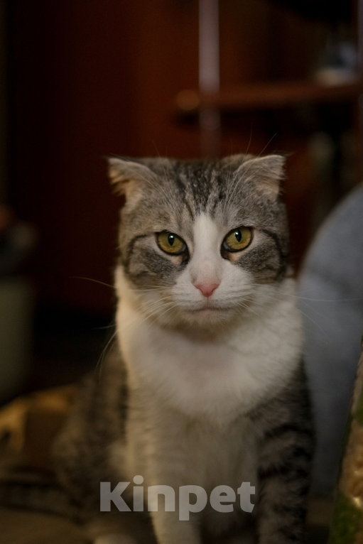 Кошки в Санкт-Петербурге: Зена из приюта Девочка, Бесплатно - фото 3