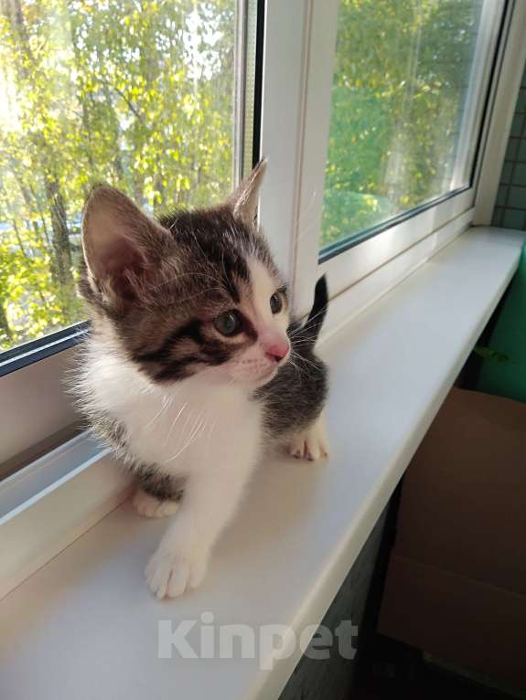 Кошки в Санкт-Петербурге: Котенок девочка Девочка, Бесплатно - фото 2